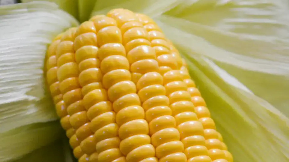 Landscapes and Gardens photos