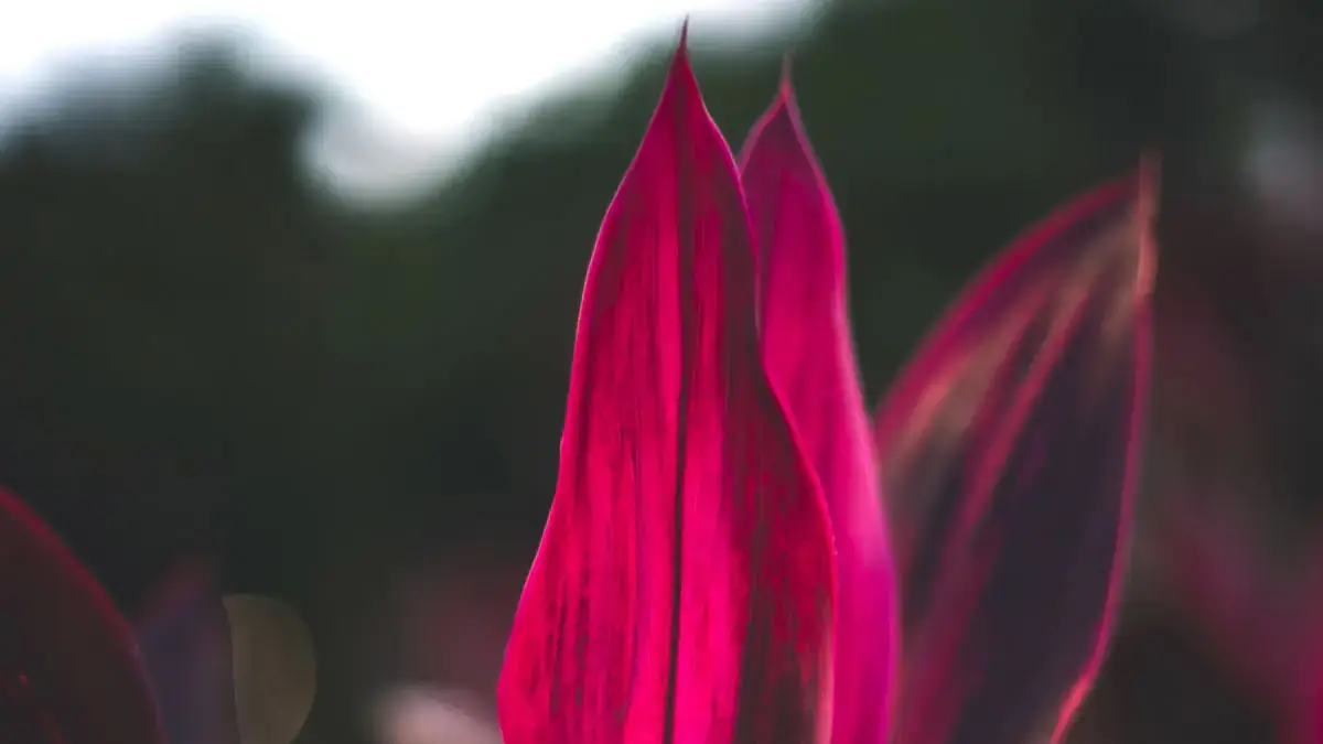 Herbaceous plants that are typically annuals