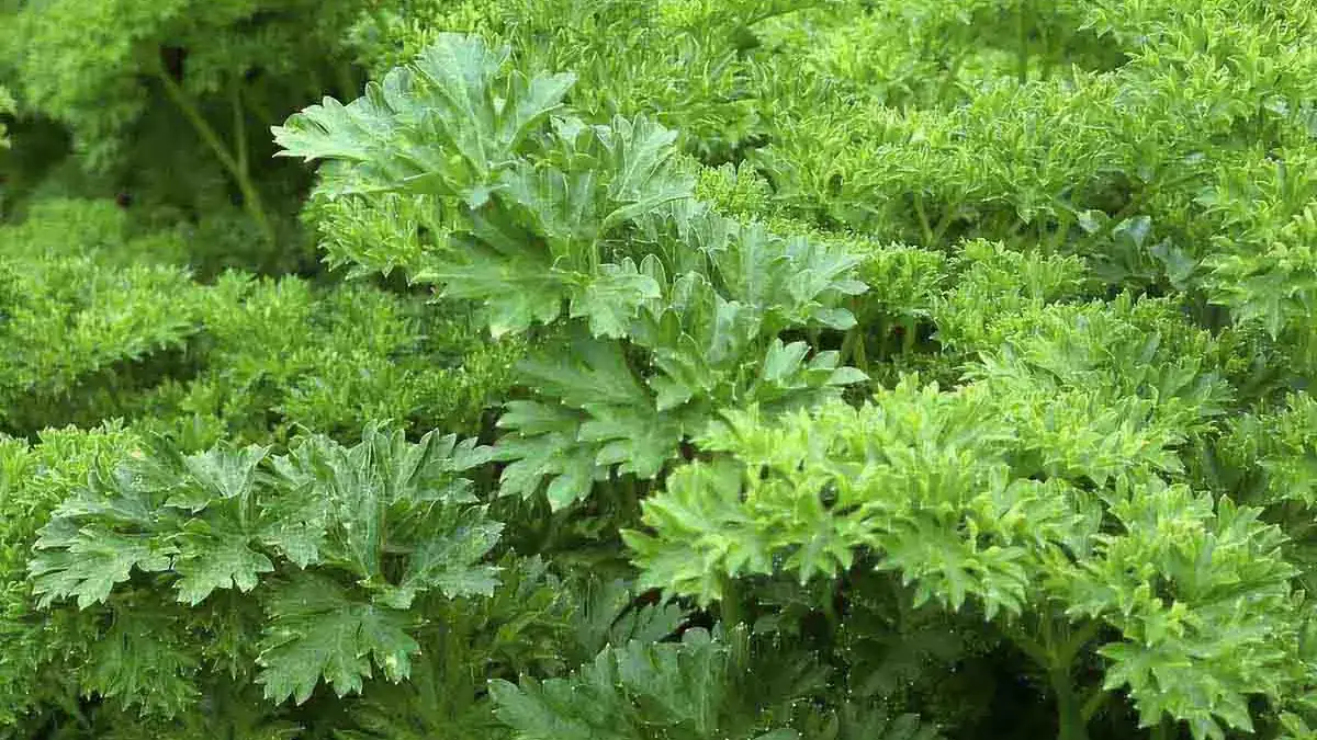 Landscapes and Gardens photos