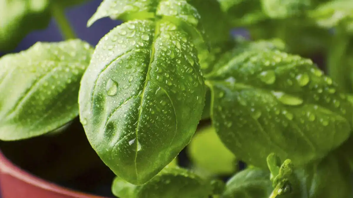 Landscapes and Gardens photos