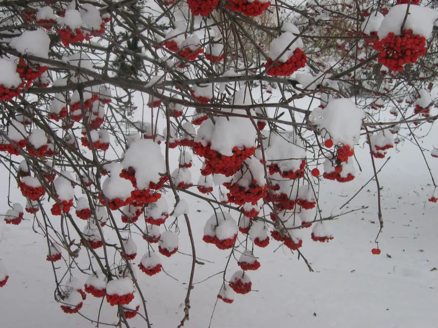 Rowanberries on European Ash branches covered in snow