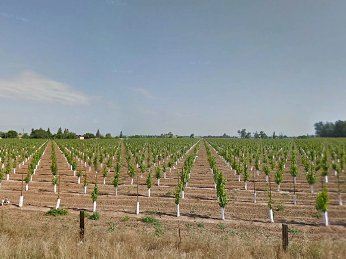 Rows of plants, looks like a new vineyard.