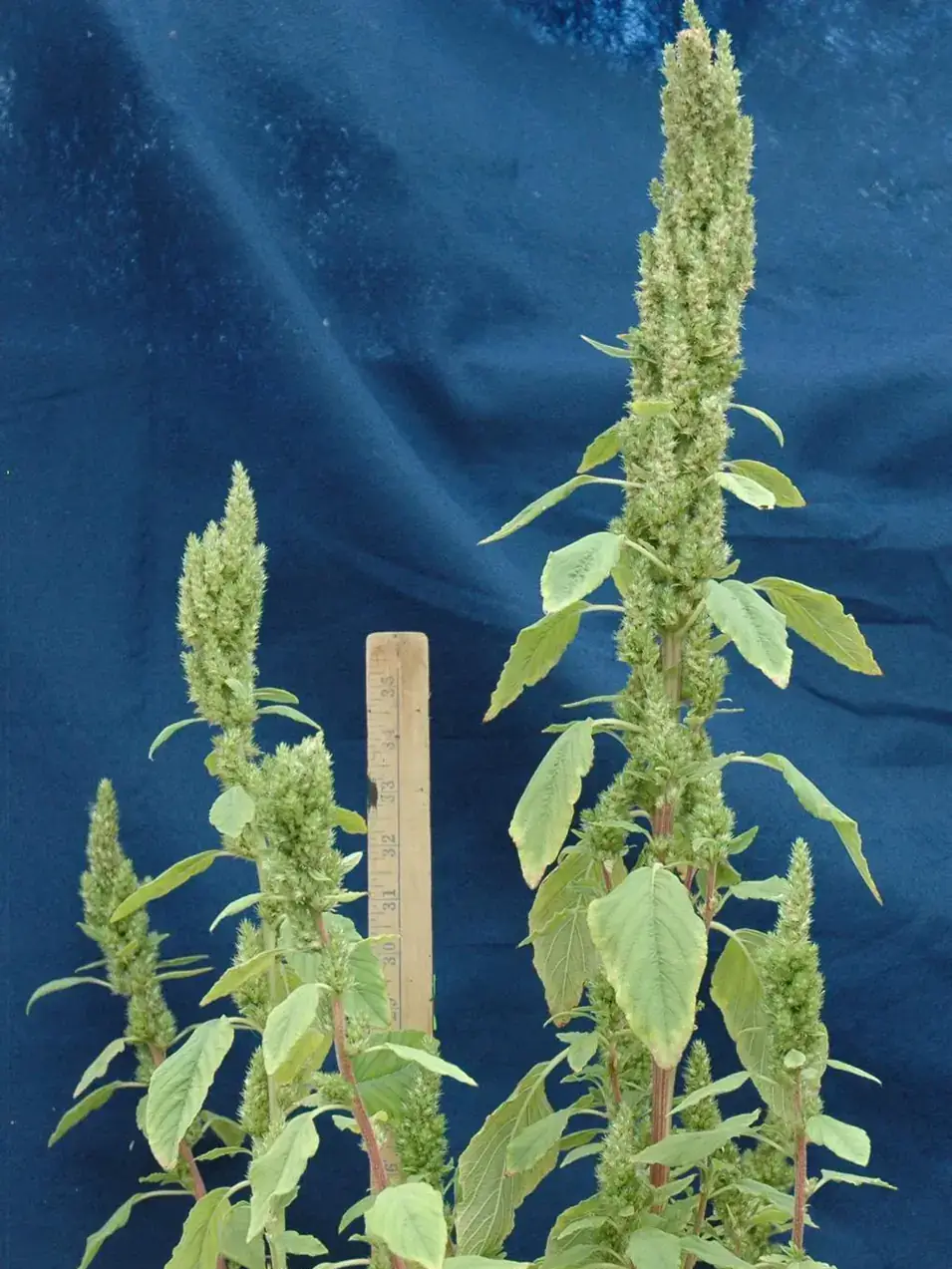 Redroot pigweed is a common weed found throughout Idaho and has been proven to be difficult to control.