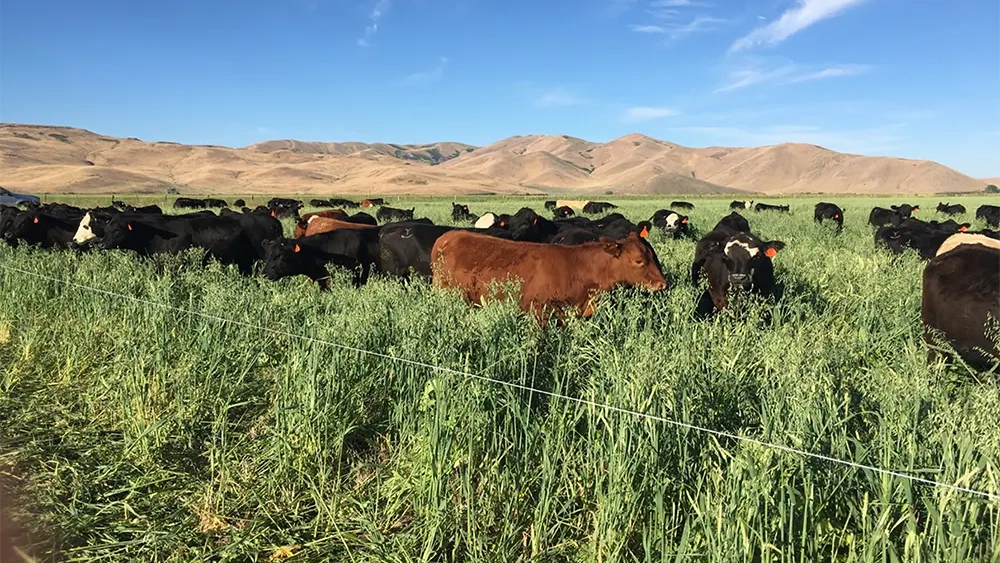 Cows in a field