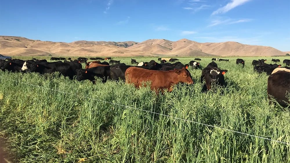 Cows in a field