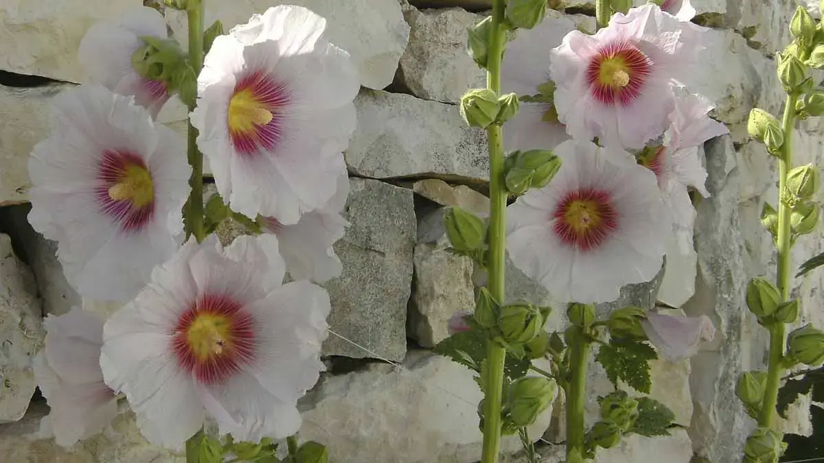 A variety of perennials from African daisies to yarrow