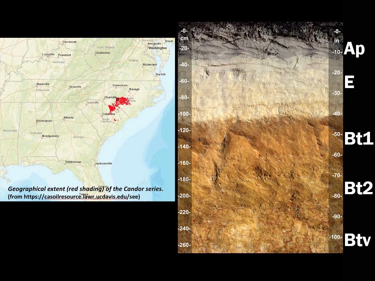 Grossarenic kandiudult in North Carolina