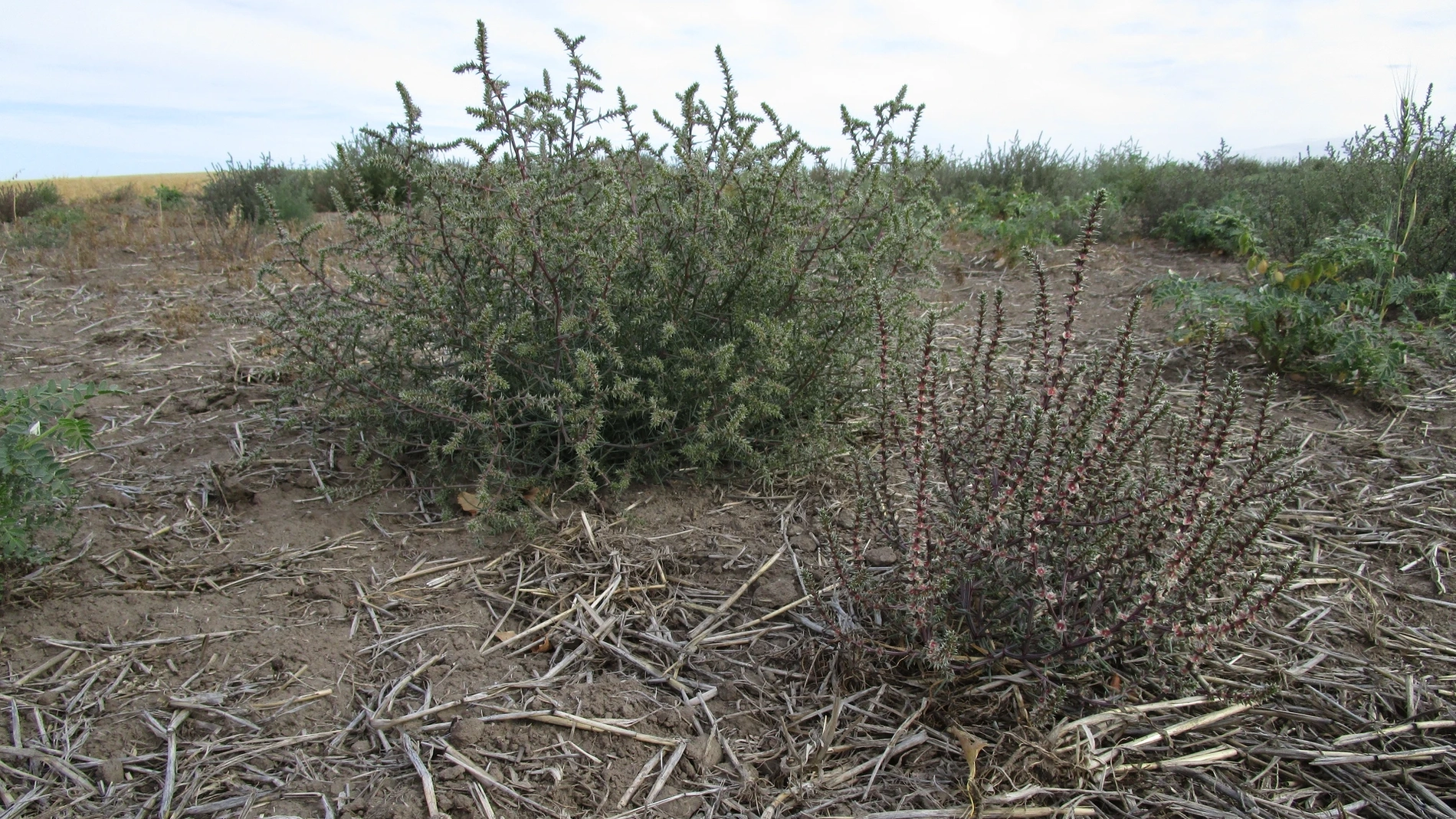 Herbicide resistant weeds in Idaho 