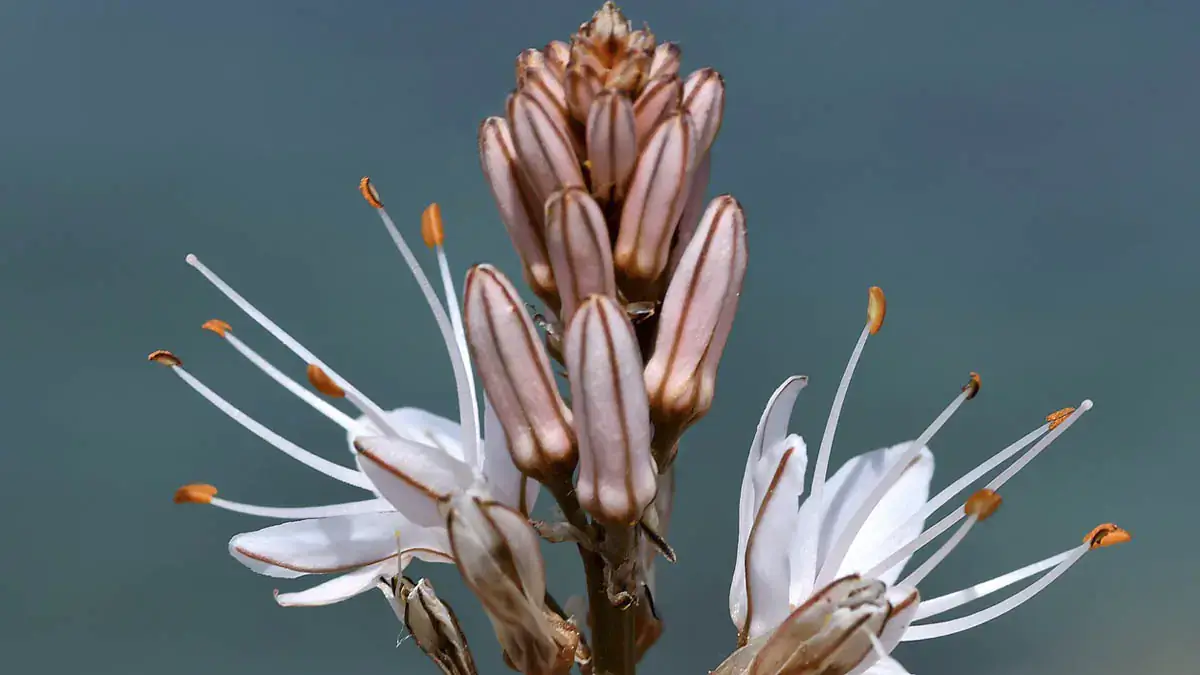 A variety of perennials from African daisies to yarrow