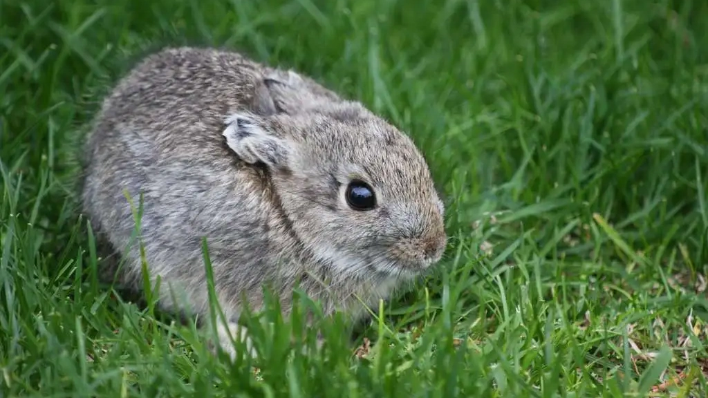 a small gray pygmy rabbit in the grass