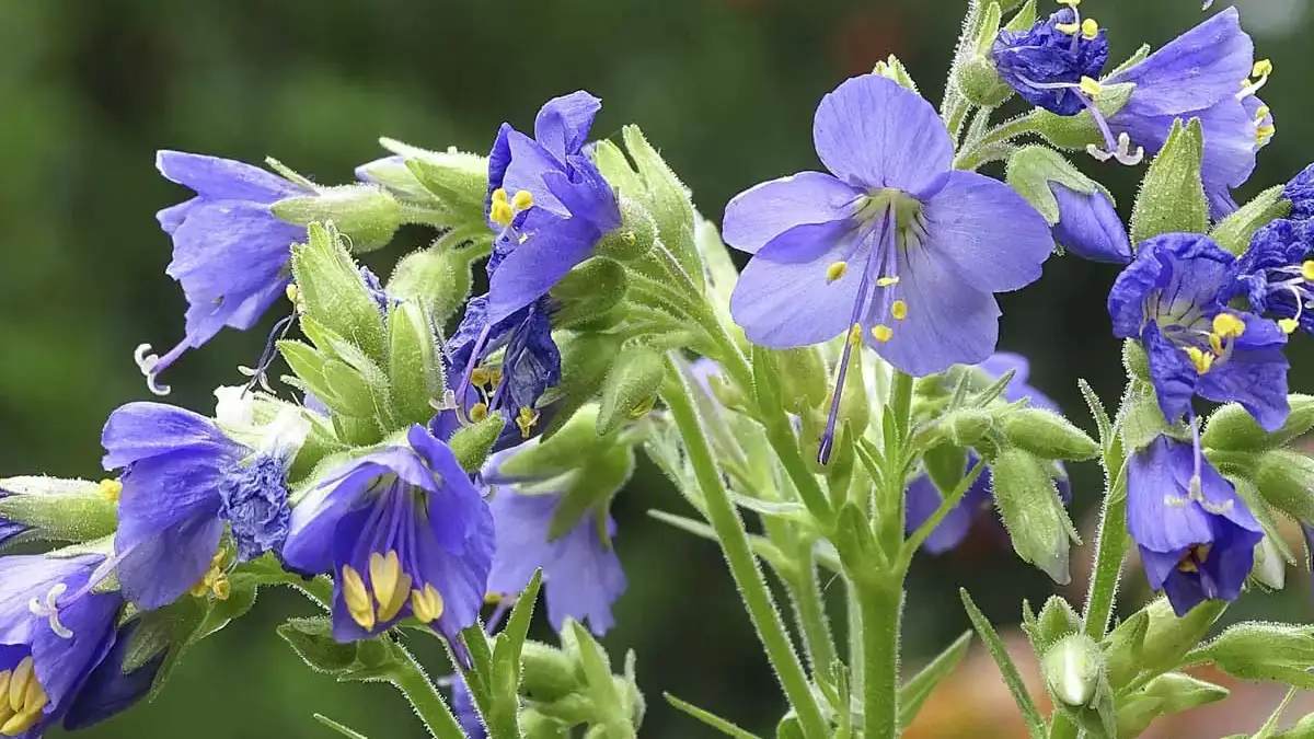 A variety of perennials from African daisies to yarrow