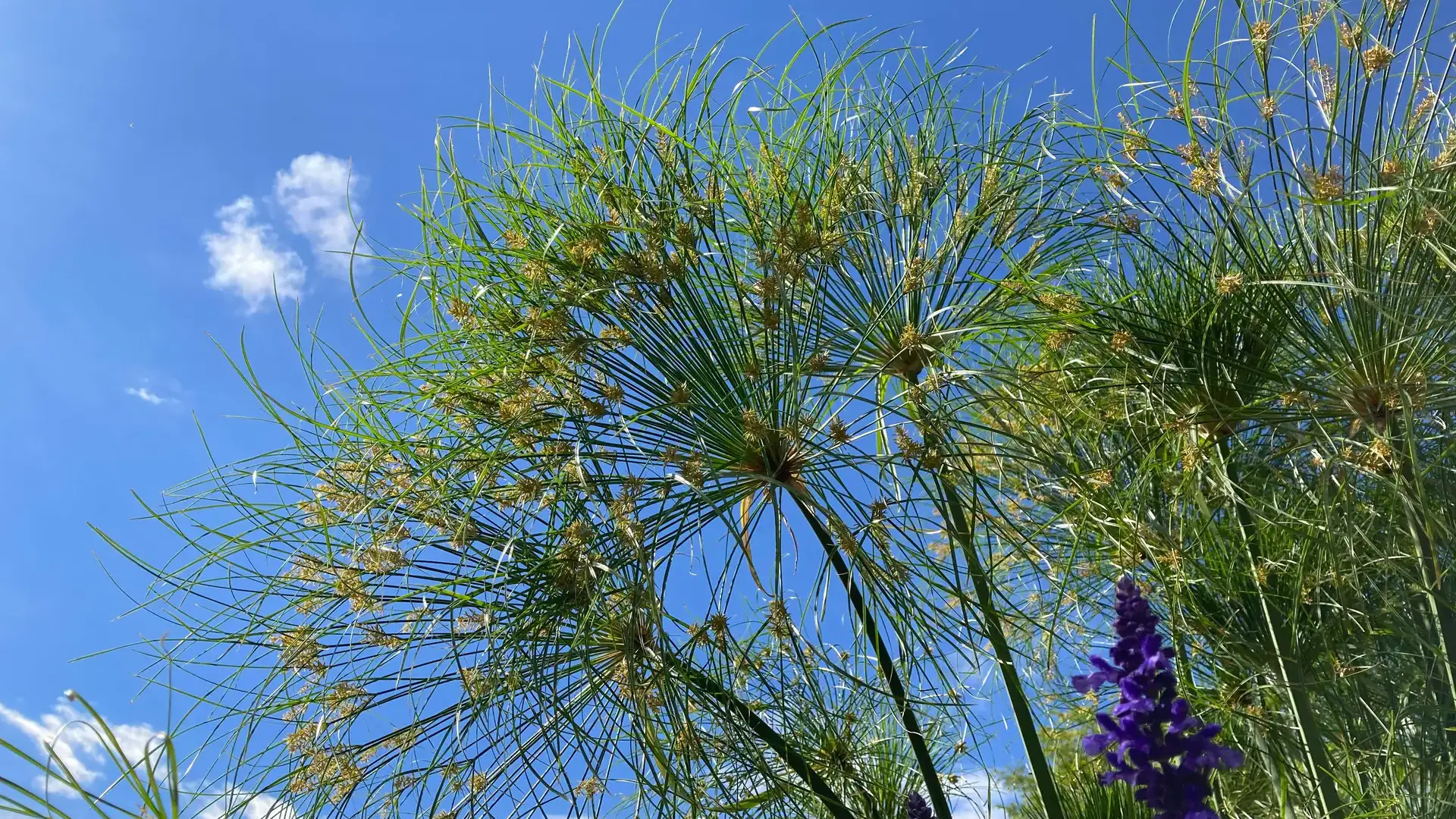 Herbaceous plants that are typically annuals