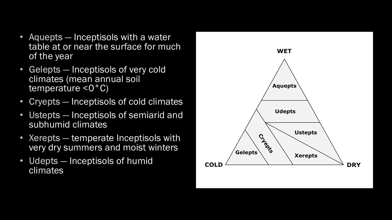 Diagram of inceptisols suborders