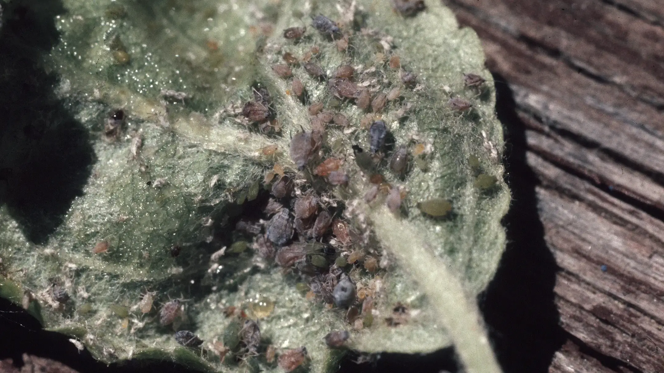 Rosy apple aphid colony