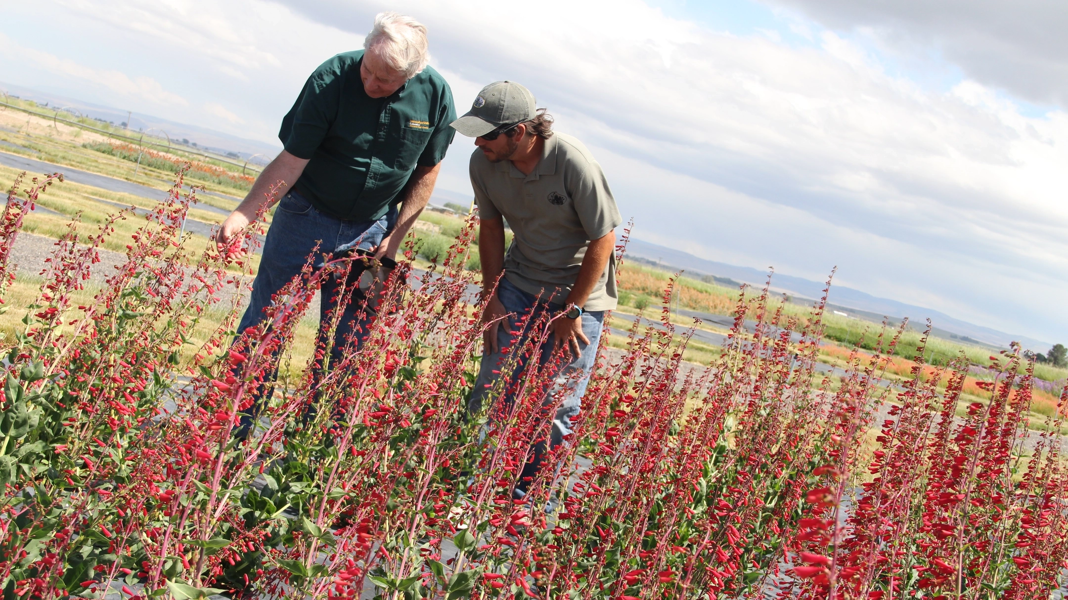 Horticulture and master gardeners at work