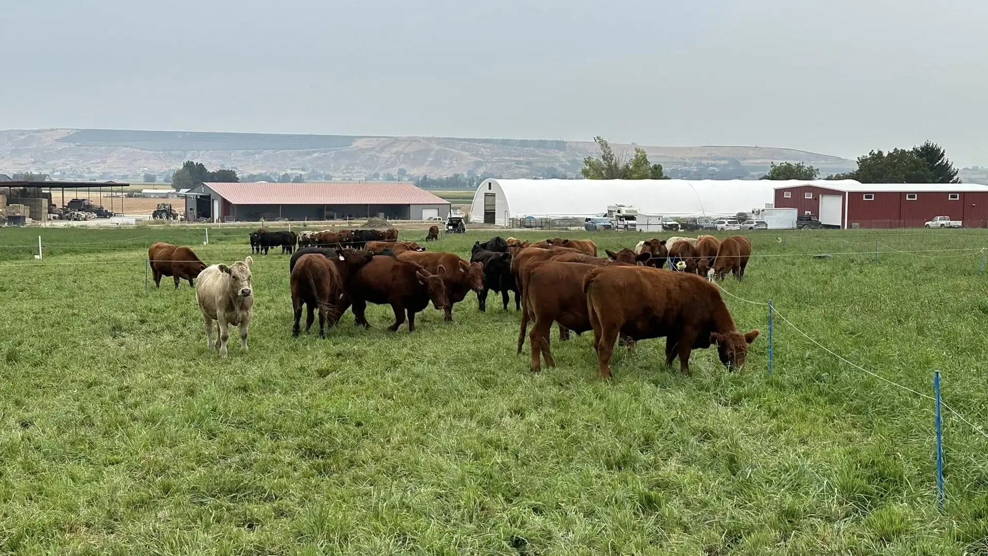 Photos of event logo and cows in a field