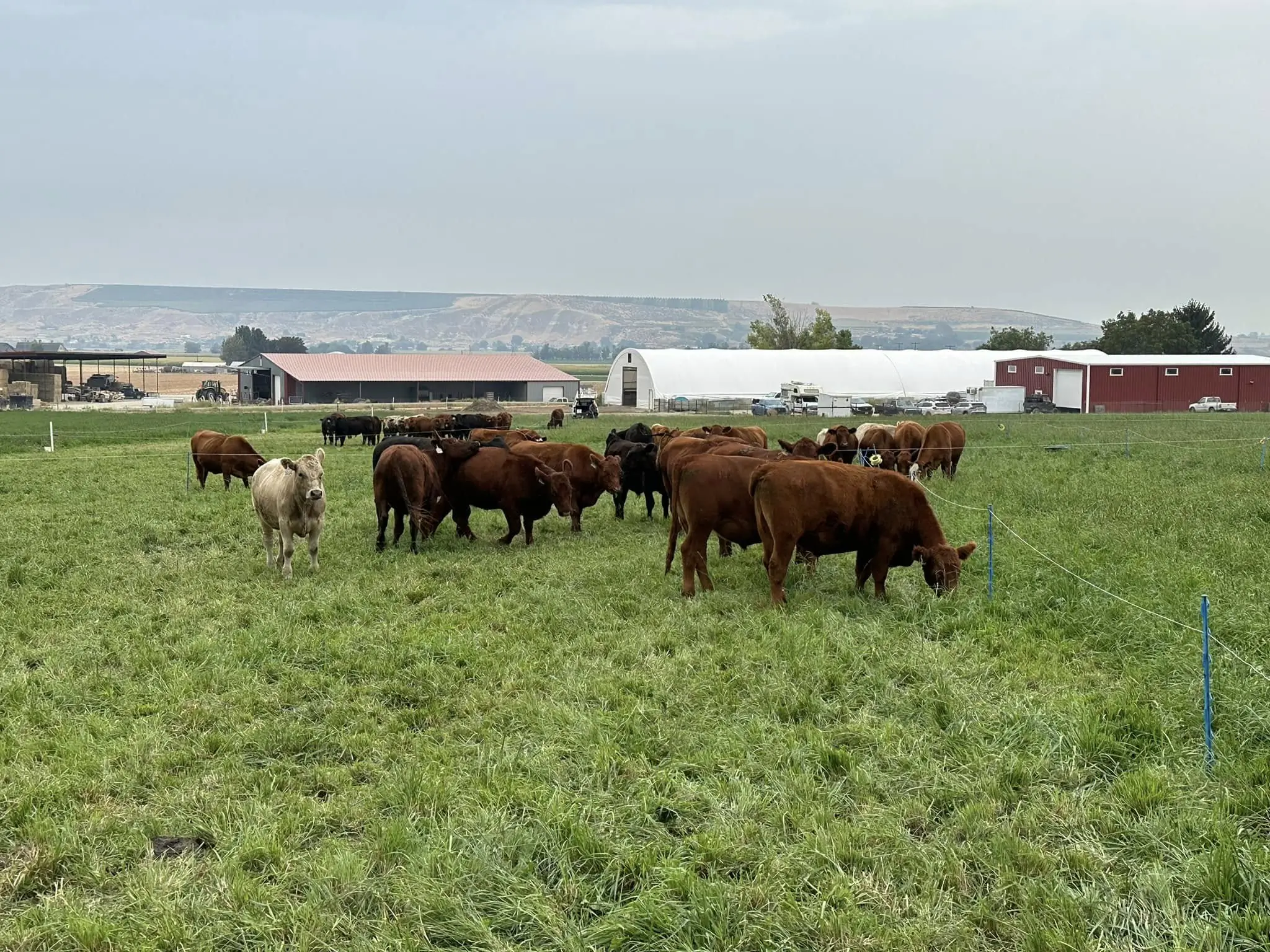 Photos of event logo and cows in a field