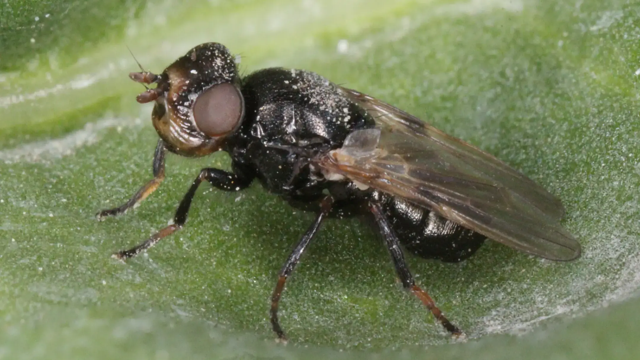 Sugar beet root maggot adult male.