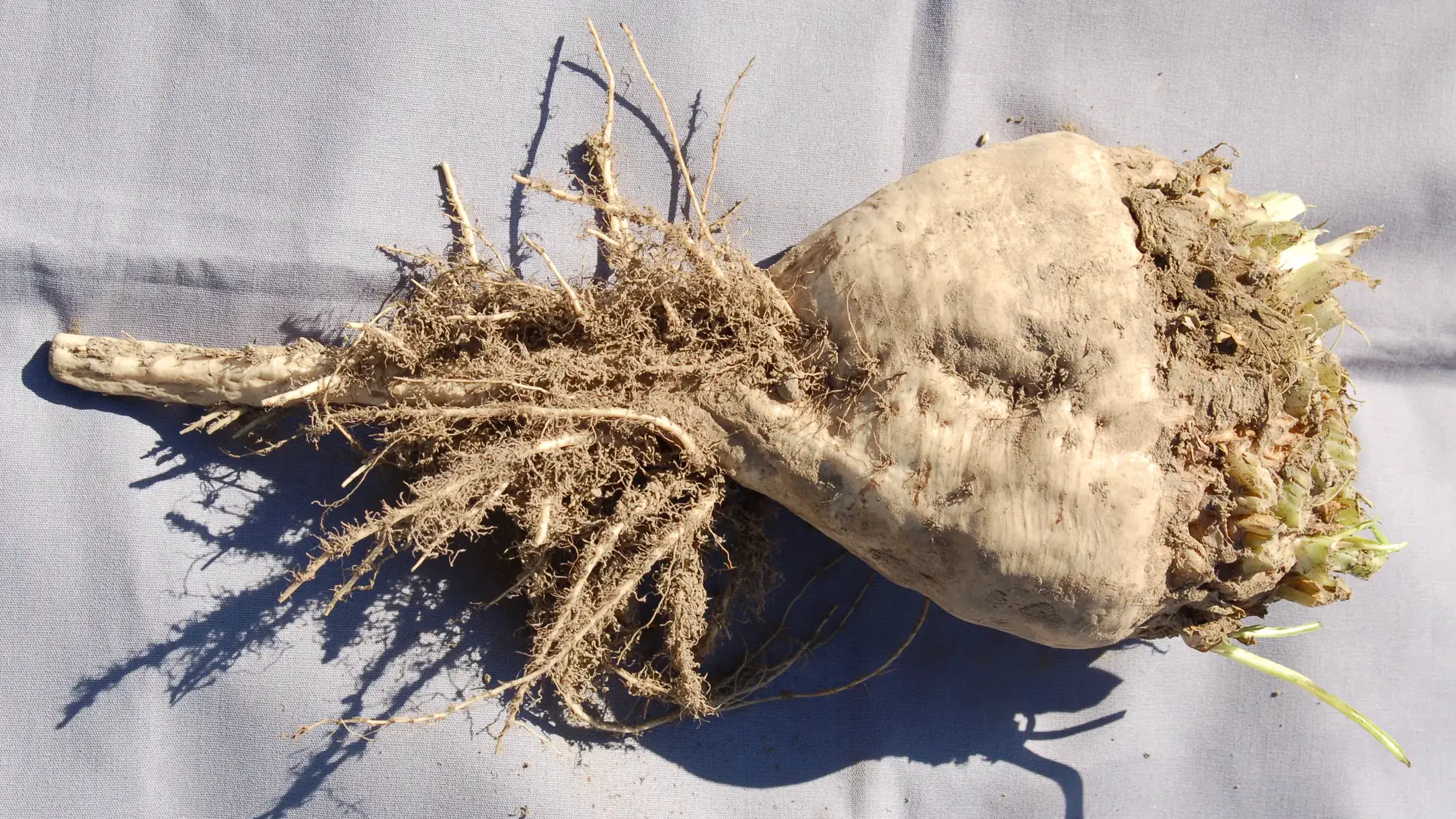 Beet Necrotic Yellow Vein Virus (Benyvirus)