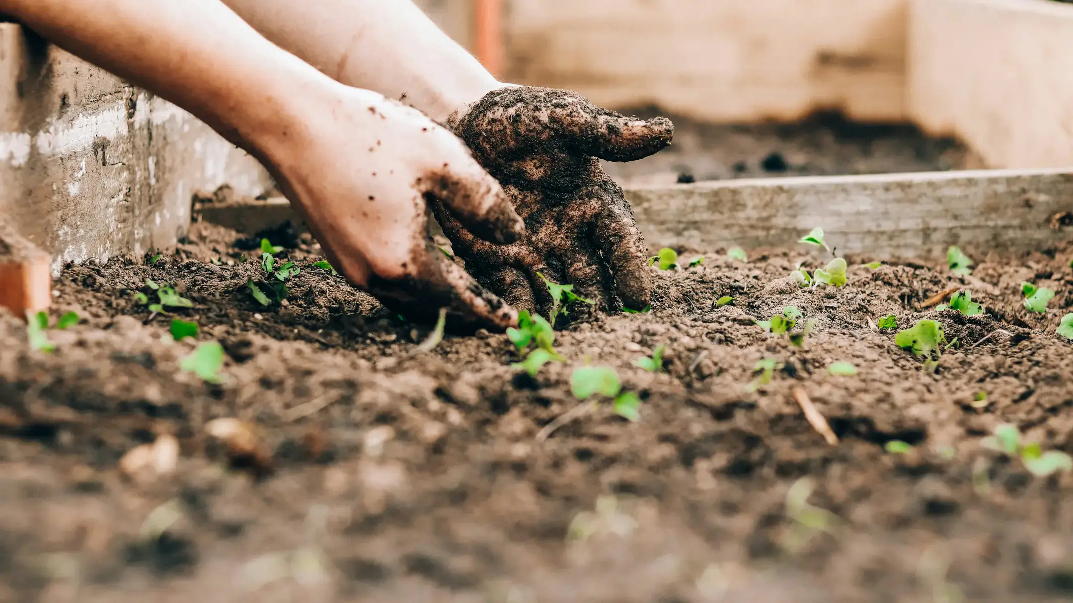 Gardening and horticulture photos