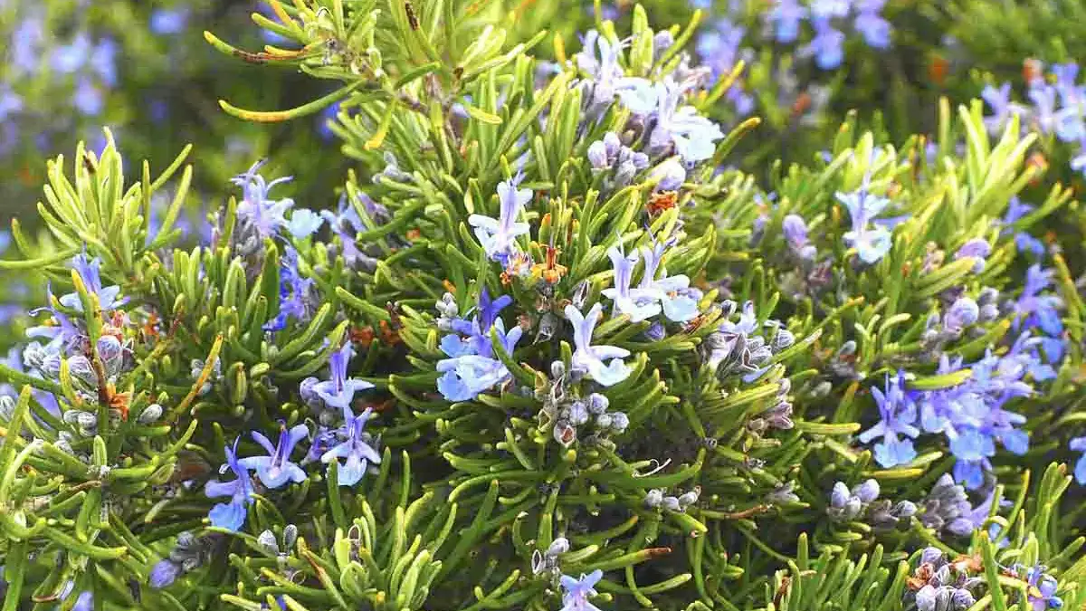 Landscapes and Gardens photos