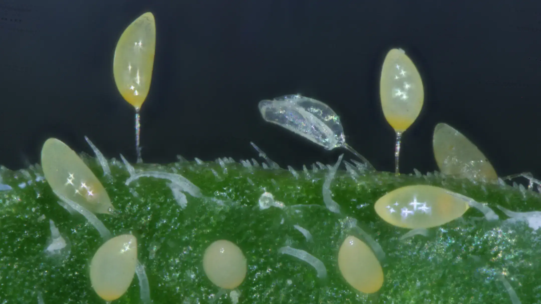 Potato psyllid eggs attached to a leaf.