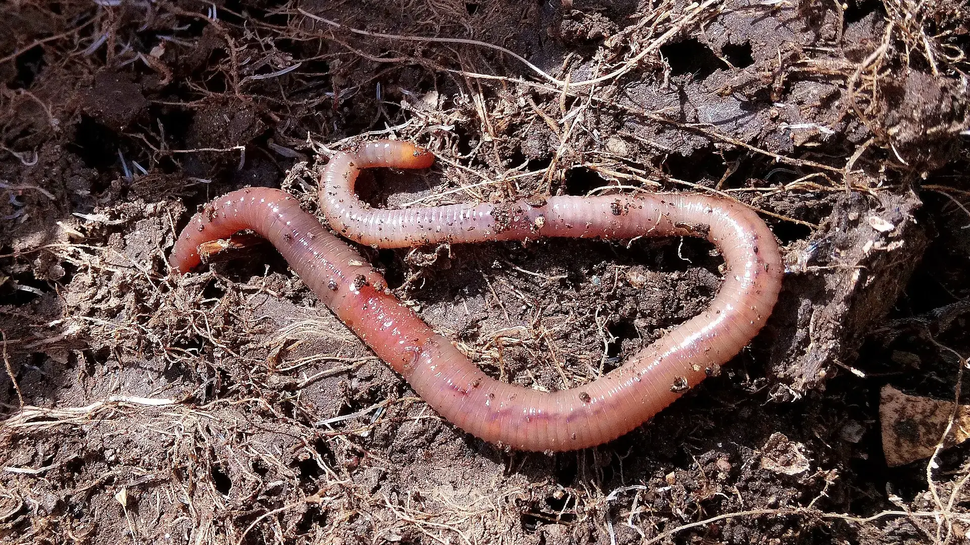 Beneficial and pest insects