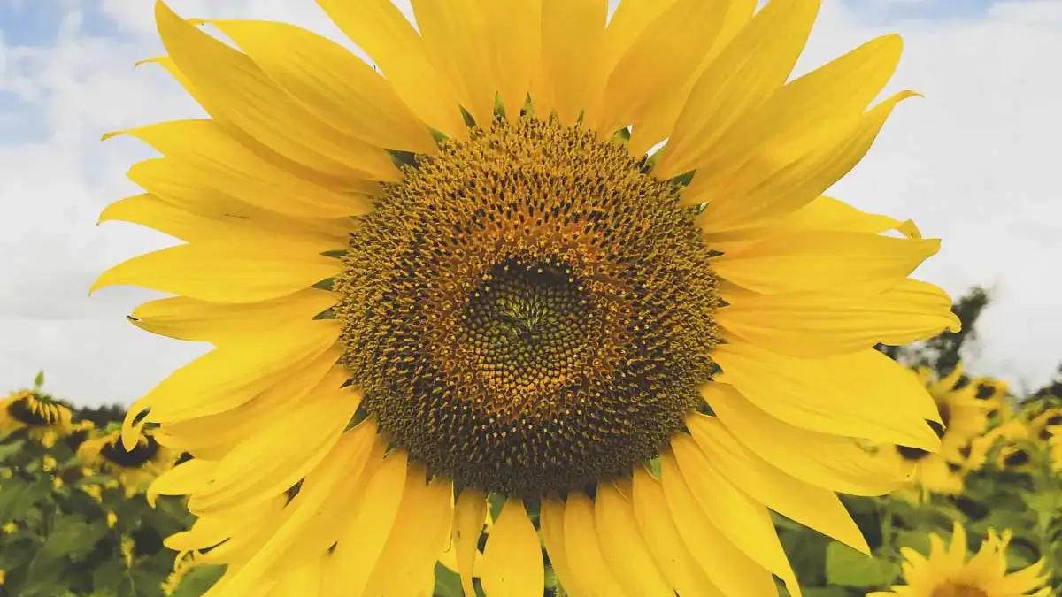 Landscapes and Gardens photos