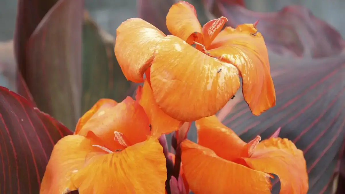 Herbaceous plants that are typically annuals