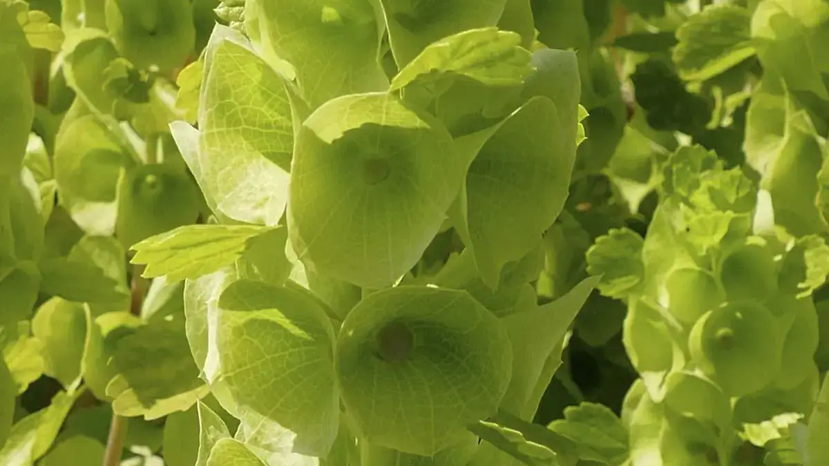 Herbaceous plants that are typically annuals