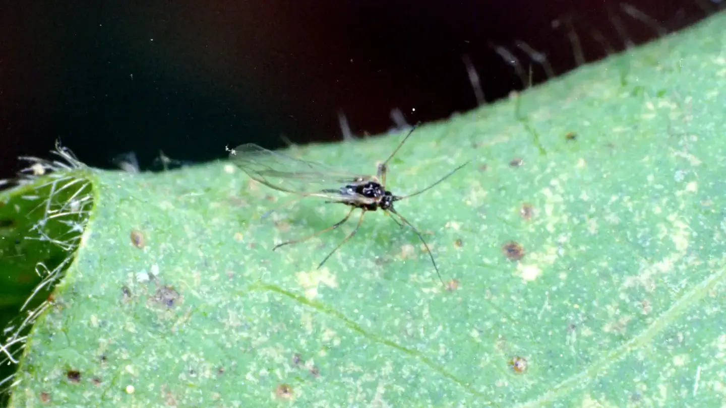 Melon/Cotton Aphid (Aphis gossypii) winged adult.