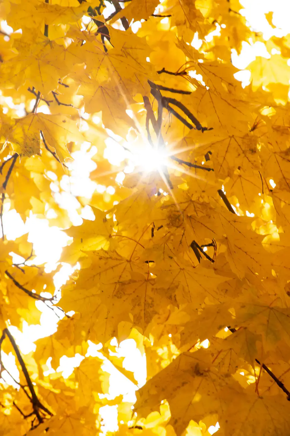 Sunlight shining through branches of yellowed leaves in autumn.