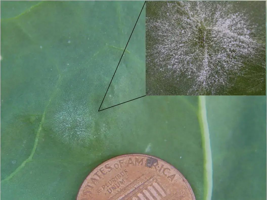 Powdery mildew lesion.