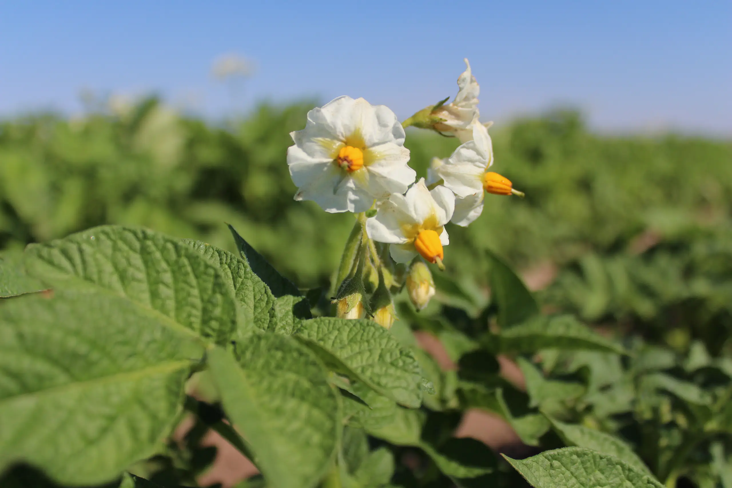 Potato virus plants and blooms