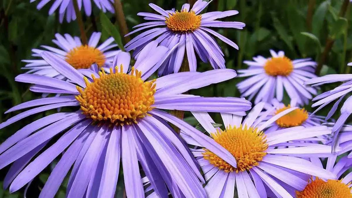 A variety of perennials from African daisies to yarrow