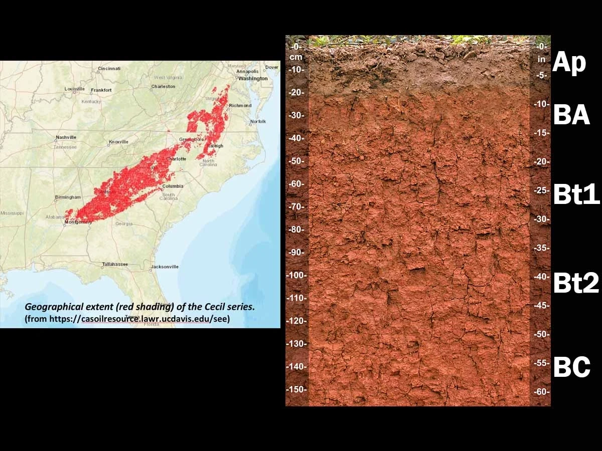 Typic kanhapludult in Cecil North Carolina