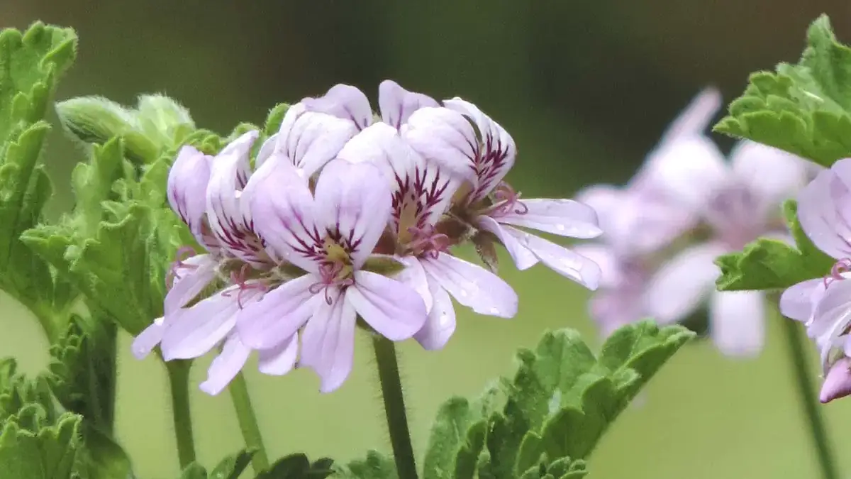 Herbaceous plants that are typically annuals