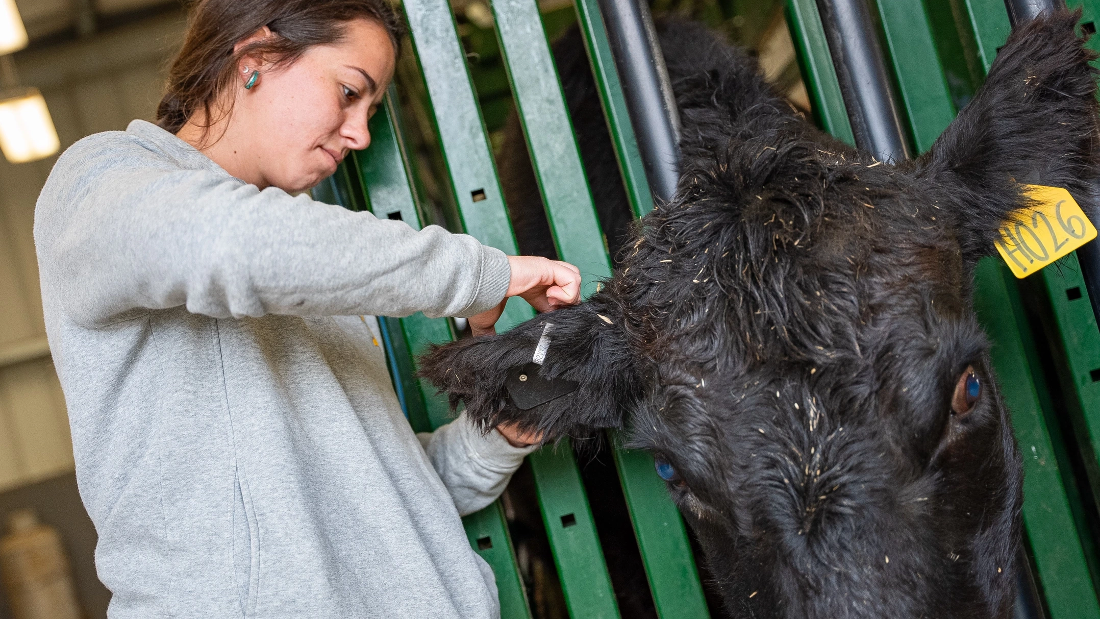 Black cow receiving an ear tag