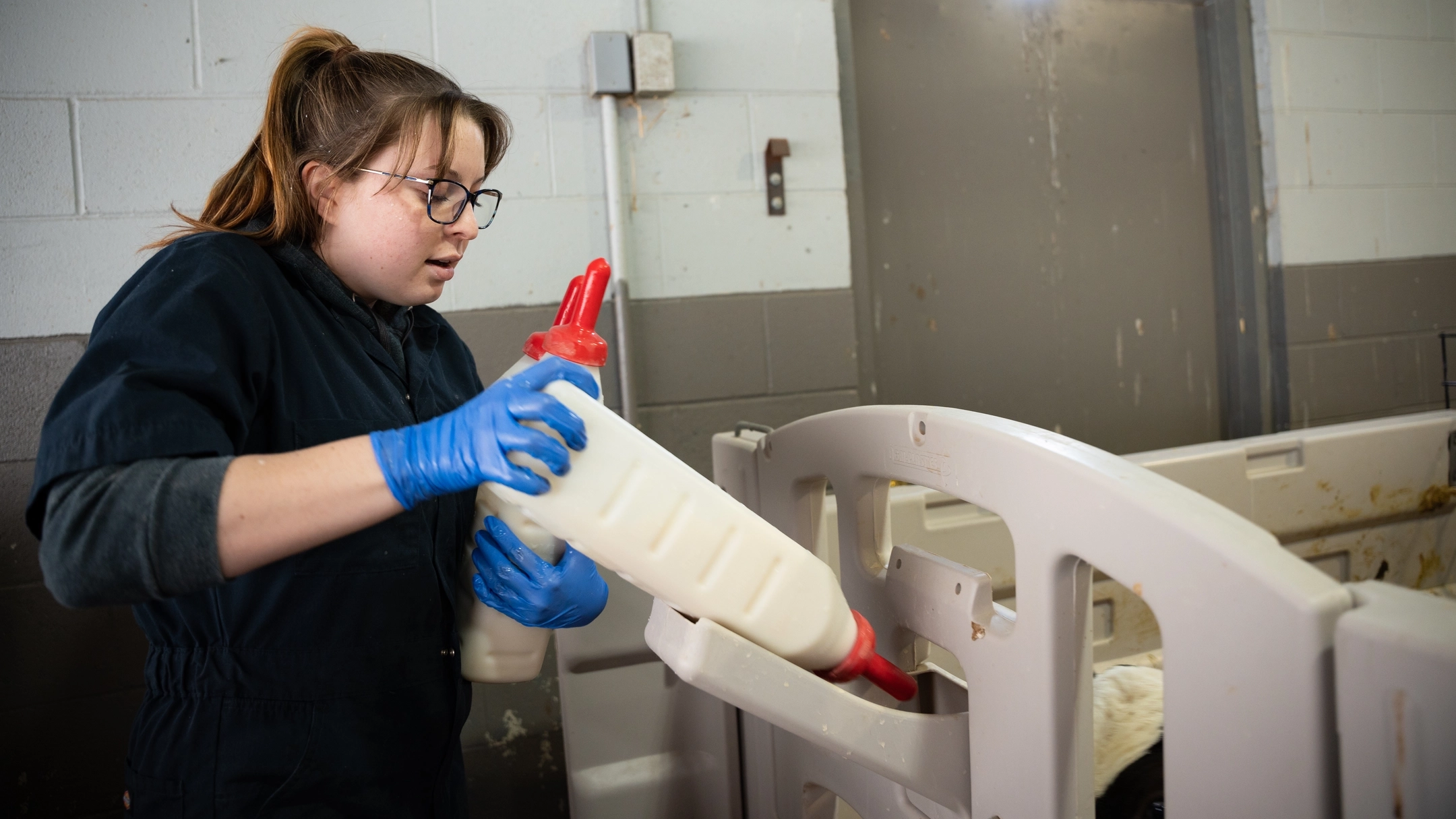 A woman holds a milk bottle for a dairy calf inside a hutch.