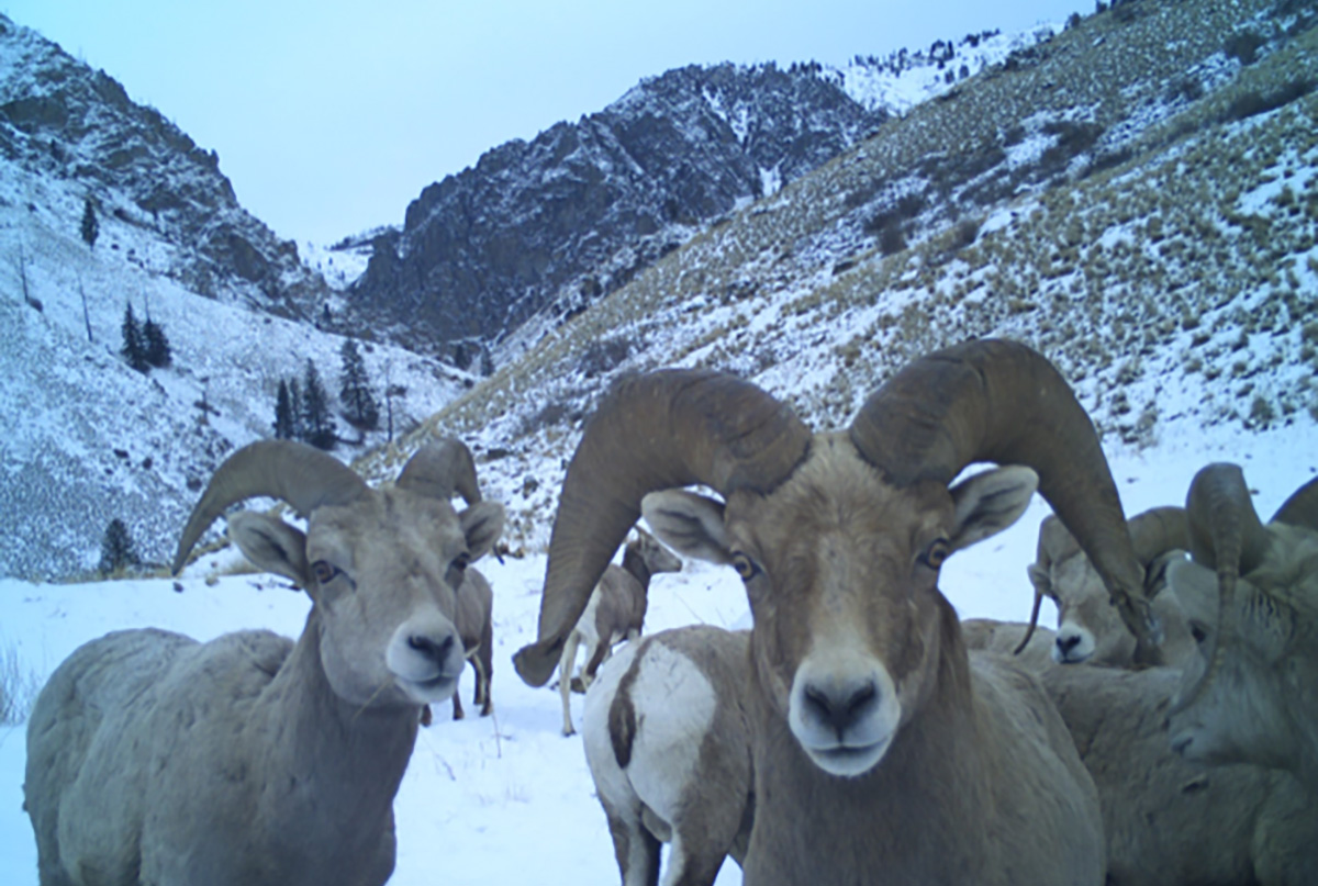 Big horn sheep look at a trail camera.