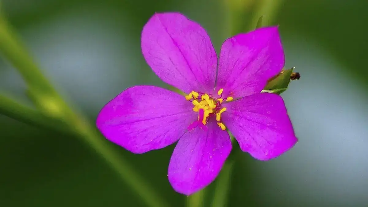 Herbaceous plants that are typically annuals