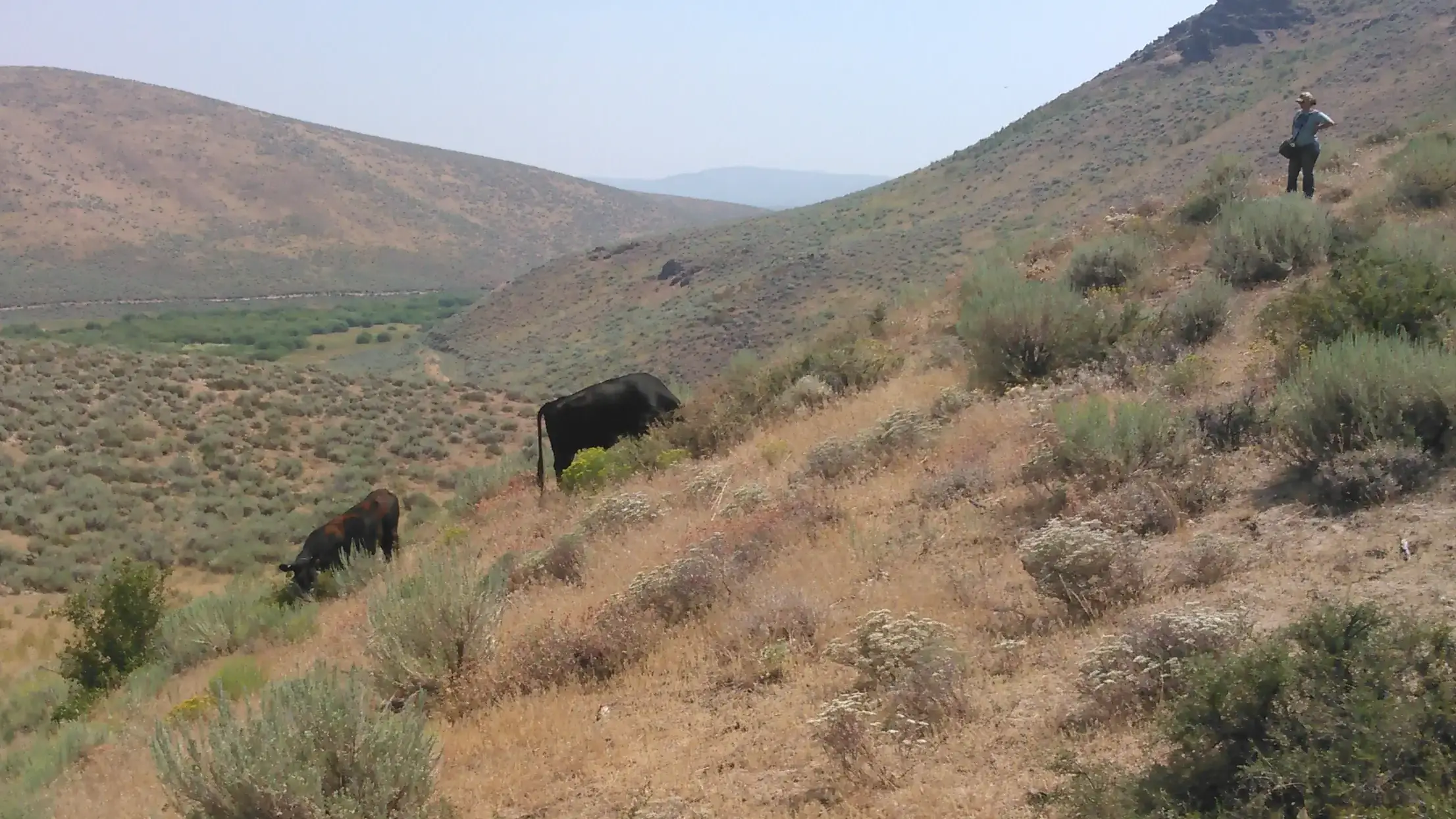 A woman watches cattle graze hillsides.