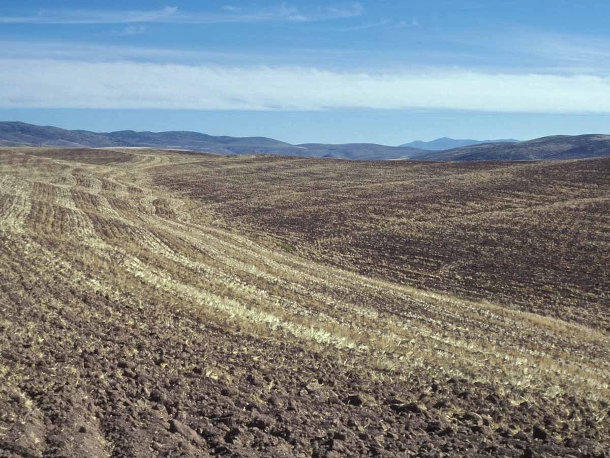Haploxerept landscape