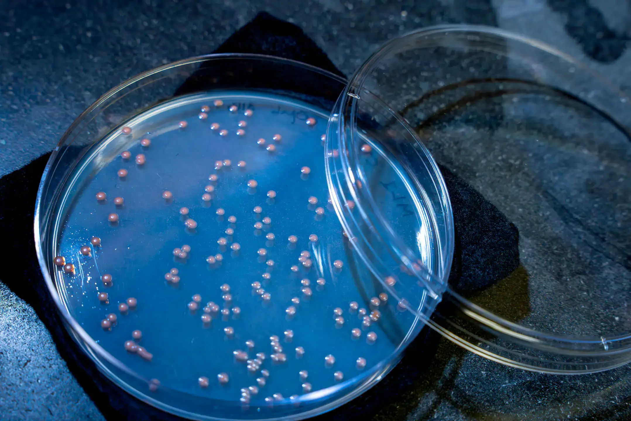 Student Keaton Adams is pictured in a Gibb Hall laboratory on Tuesday, March 31, 2026. The Idaho Falls senior interned at the Idaho National Laboratory, and who has a journal article published, will graduate this spring with a biochemistry degree from the College of Science.