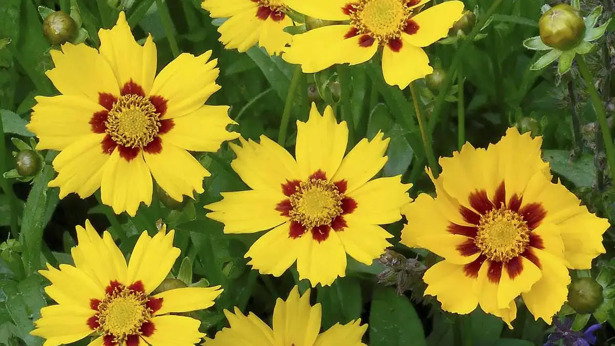 A variety of perennials from African daisies to yarrow
