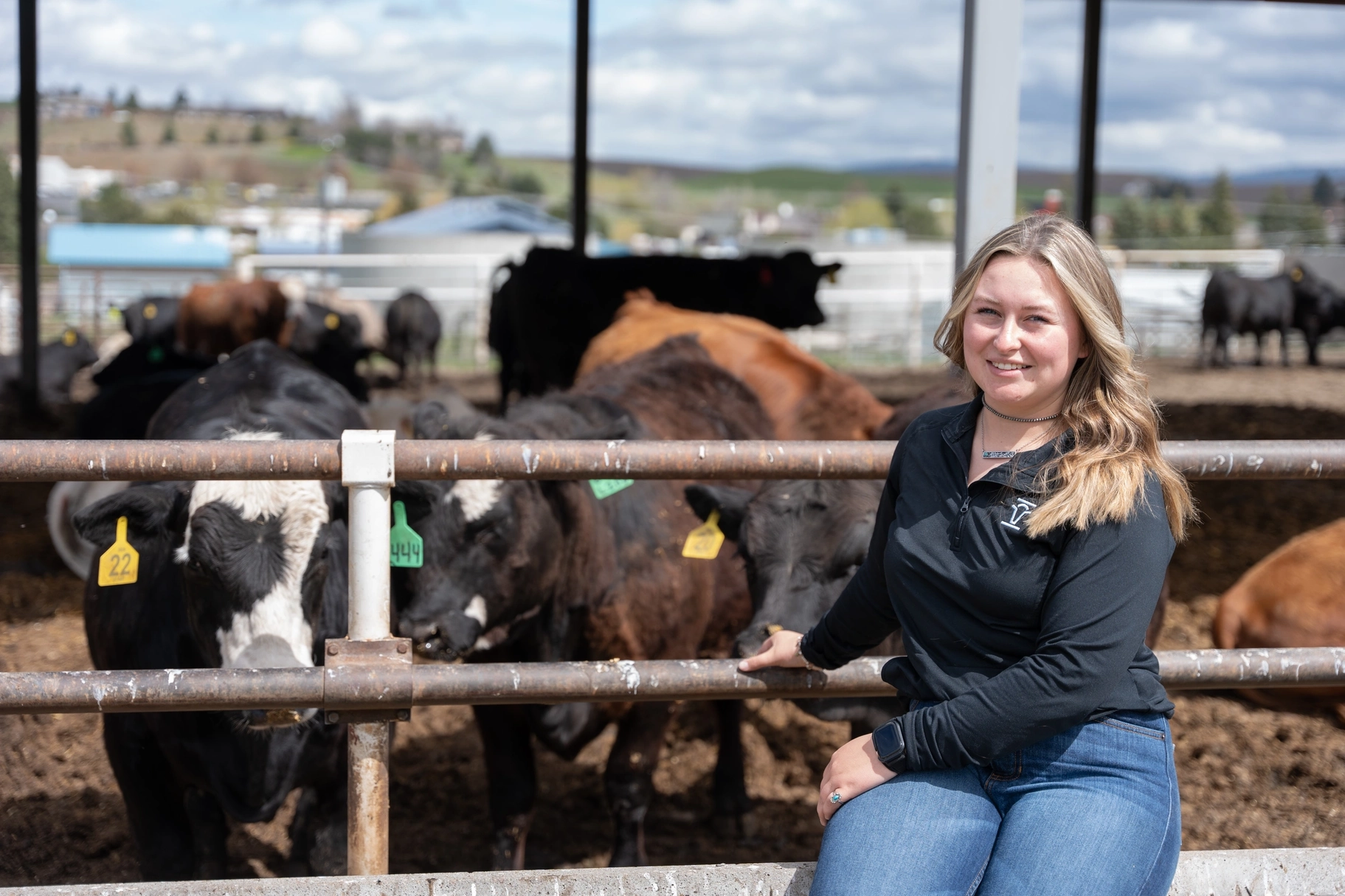 A woman sitting in front of a feed lot of cows.