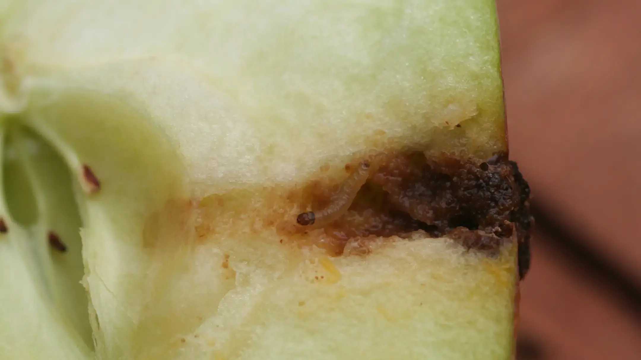 Codling moth damage to apple