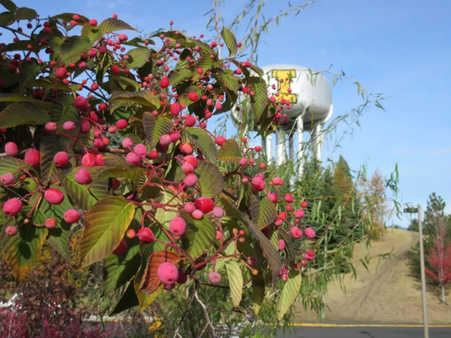 Berries on a Korean Mountain Ash with the Vandal tower in the background