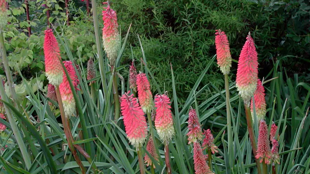 A variety of perennials from African daisies to yarrow