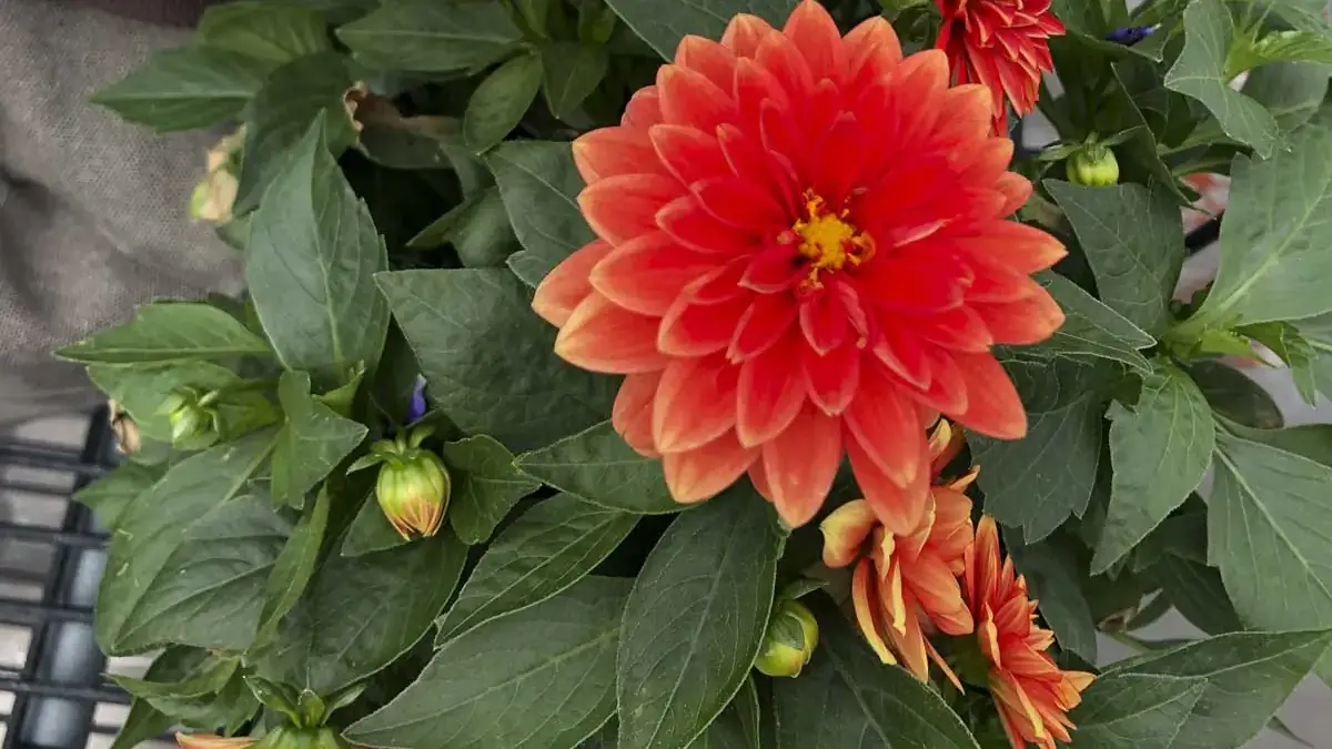 A variety of perennials from African daisies to yarrow